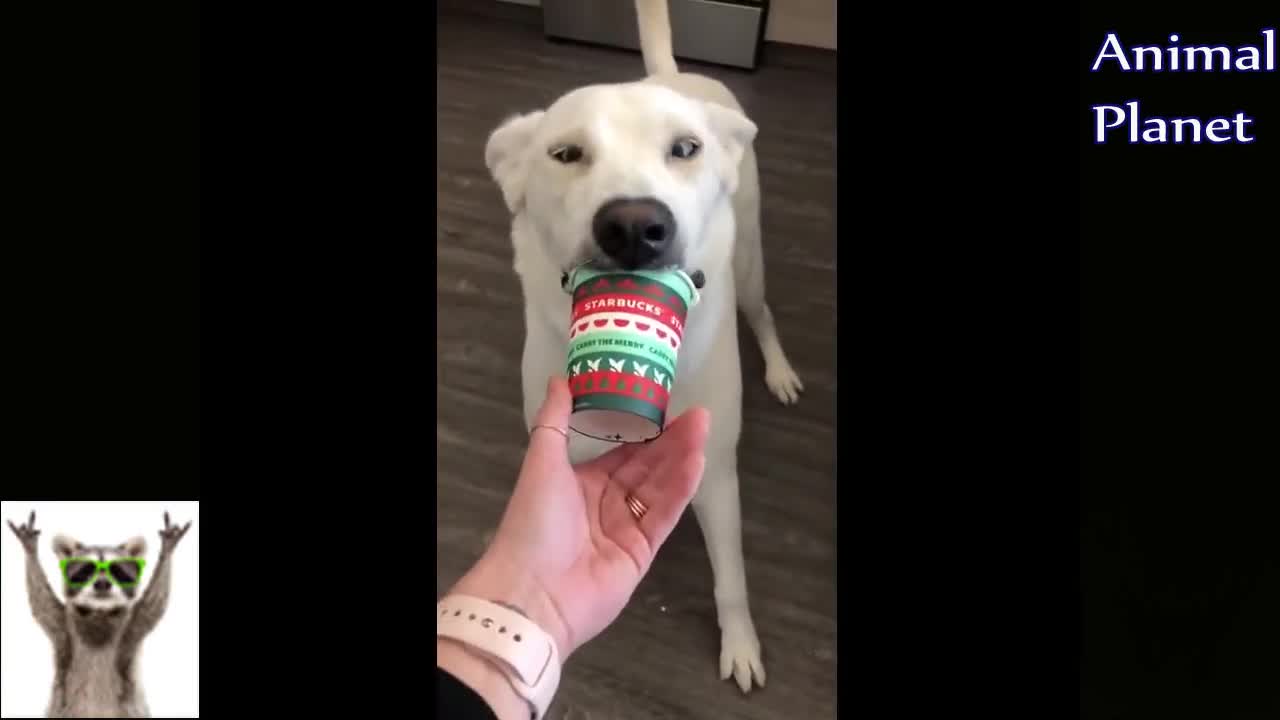 Funny animals | Try Not Laugh | Adorable cats and dogs