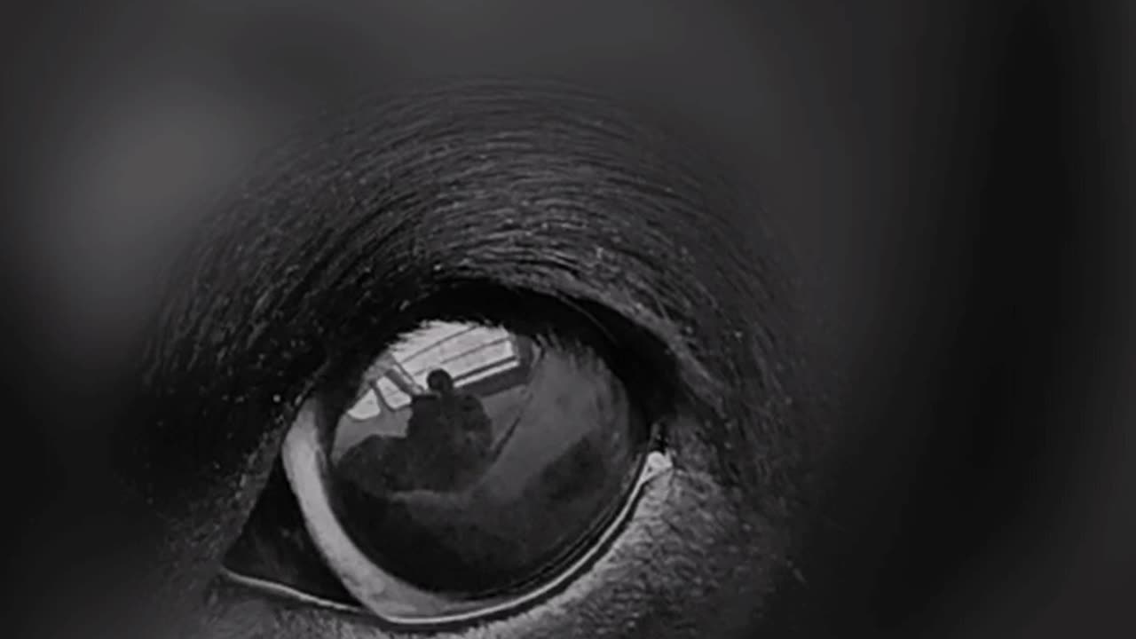 Perros guía completa. Trailer.