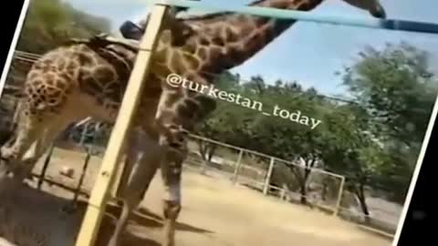 Dangerous Behavior in The Zoo