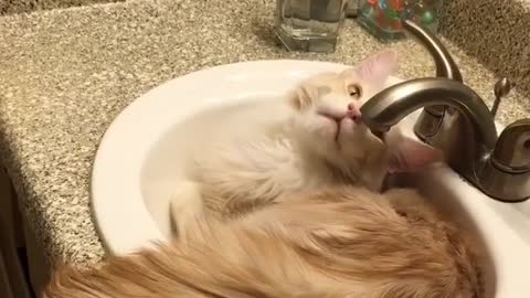 love cat