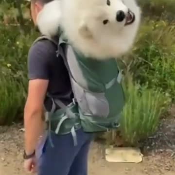 Cutest Puppies Funny Videos | Dog Videos #shorts