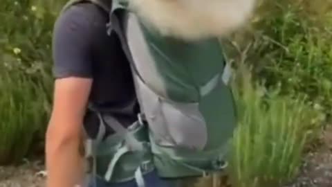 Cutest Puppies Funny Videos | Dog Videos #shorts