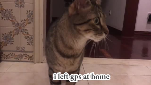 When Cat has no data so he can't use Waze