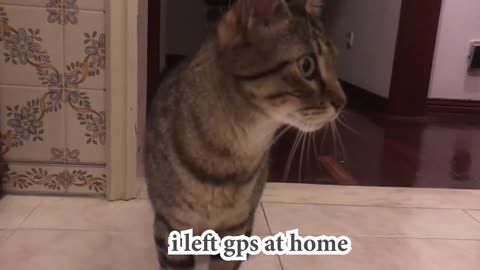 When Cat has no data so he can't use Waze
