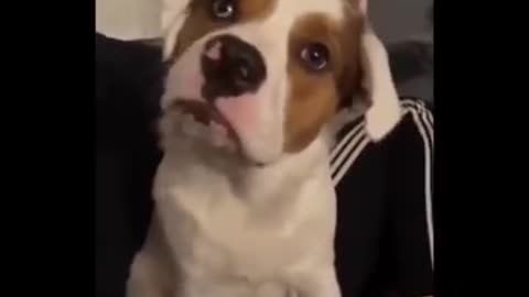 Animal funny videos
