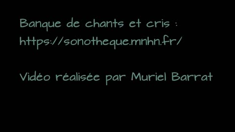 Blind test : savoir reconnaitre 18 chants et cris d'oiseaux communs