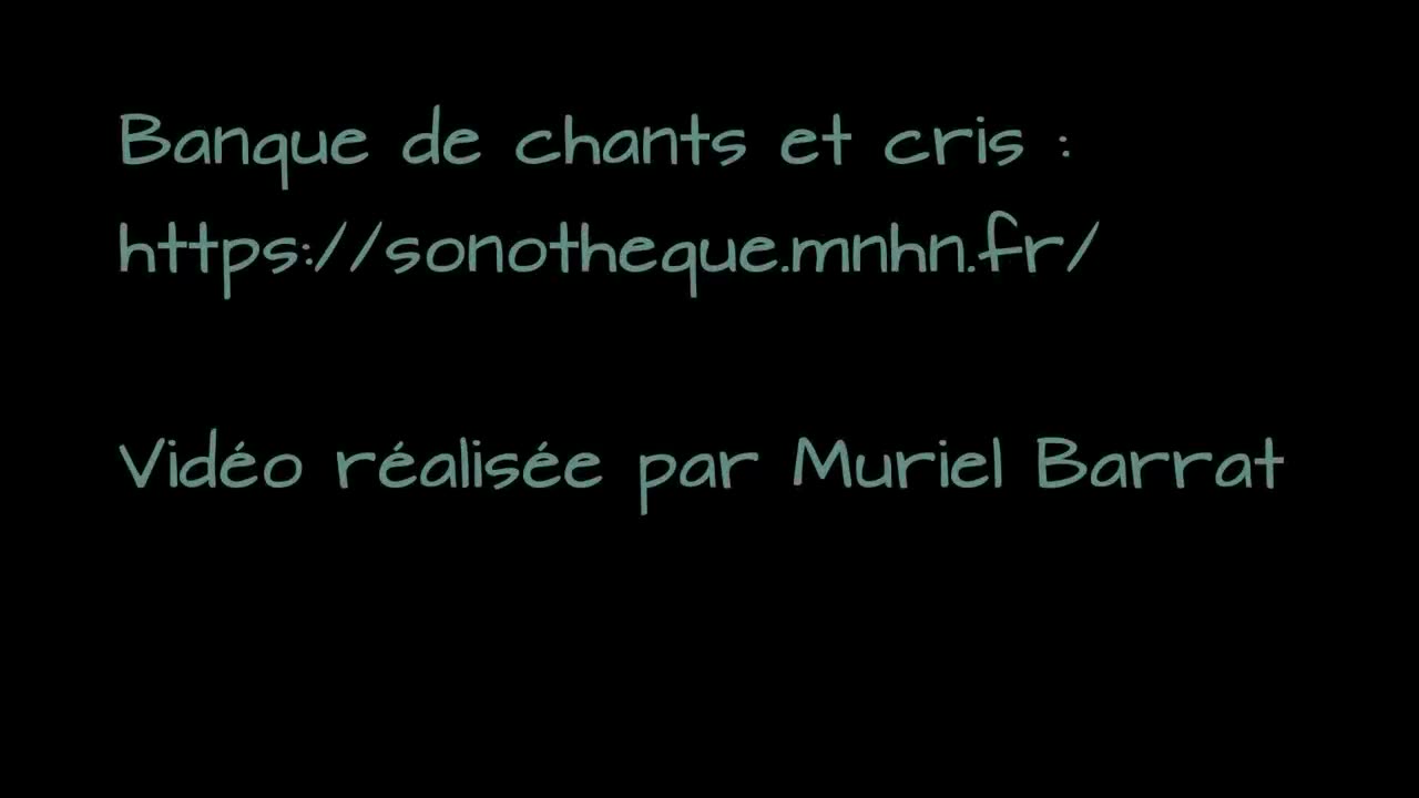 Blind test : savoir reconnaitre 18 chants et cris d'oiseaux communs