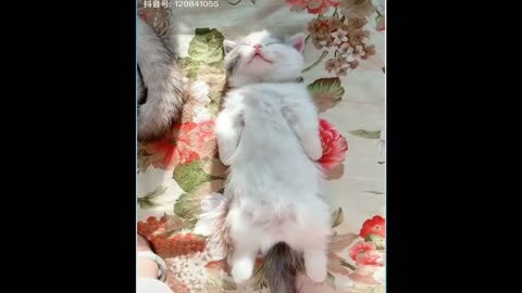 Funny and cute cat