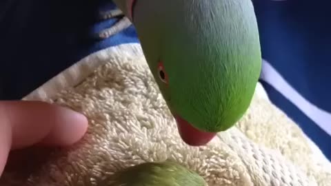 Parrot is loveing with her baby.beauty of nature