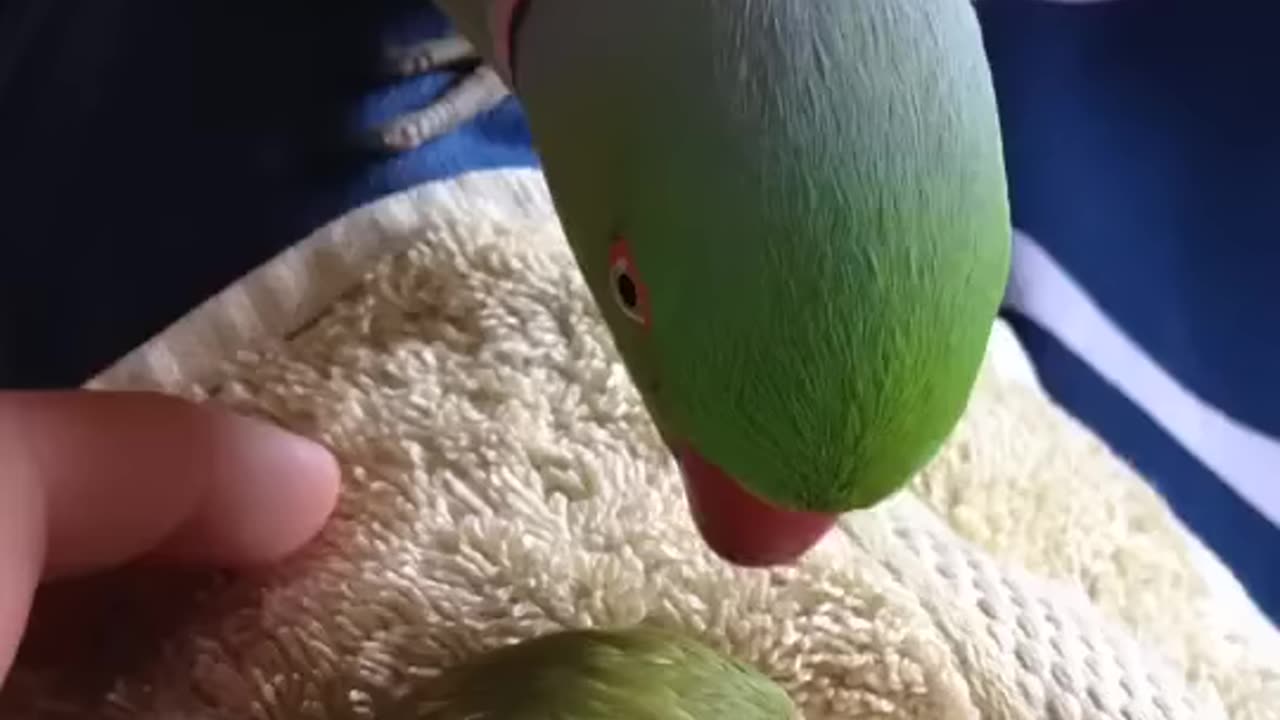 Parrot is loveing with her baby.beauty of nature