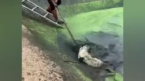 How to catch a Crocodile
