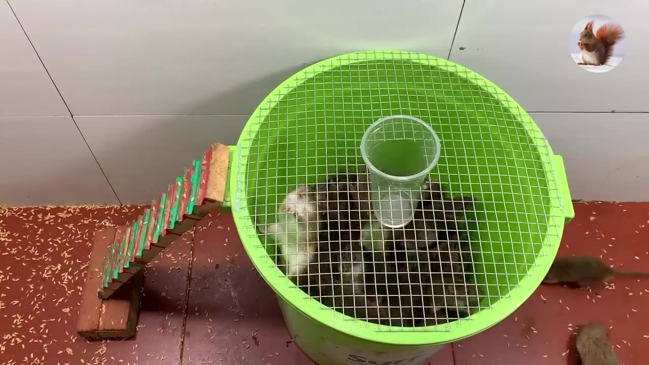 Mouse Trap