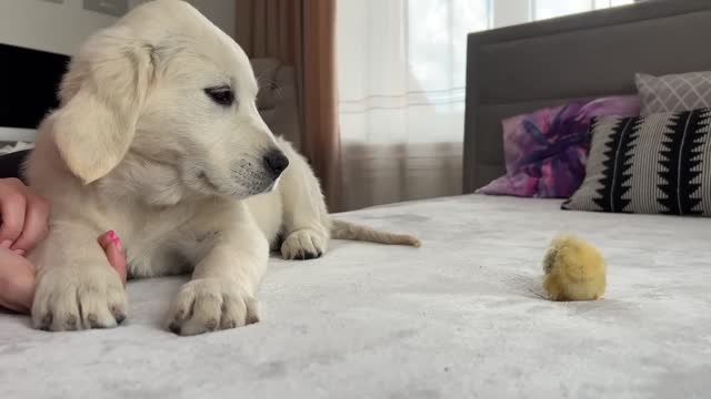Golden Retriever Puppy Meets Tiny Chick for the First Time!
