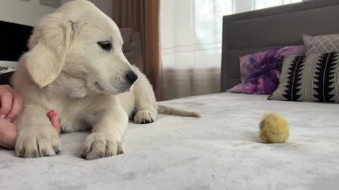 Golden Retriever Puppy Meets Tiny Chick for the First Time!