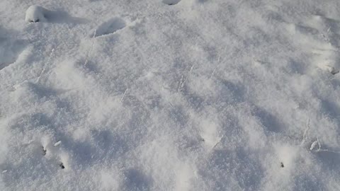 Puppies first snow