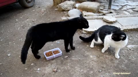 Angry cats fight and argue about food LOUD (headphone warning!!!)