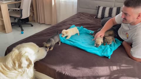 Cute puppies dogs 🥰funny things 2023 || cute and funny puppies ❤️