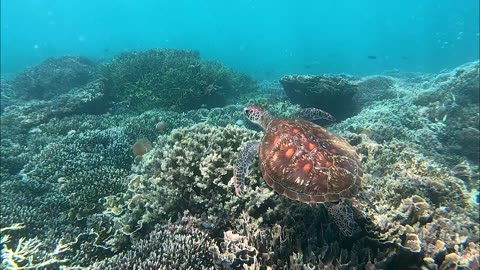 Indonesia - Welcome to the komodo national park !
