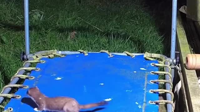 Squirrel discovers trampoline in our backyard his reaction is so foul