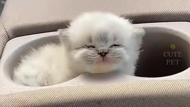 cute cat