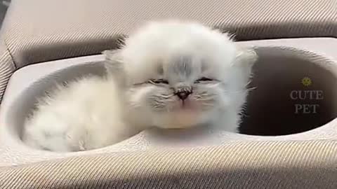 cute cat