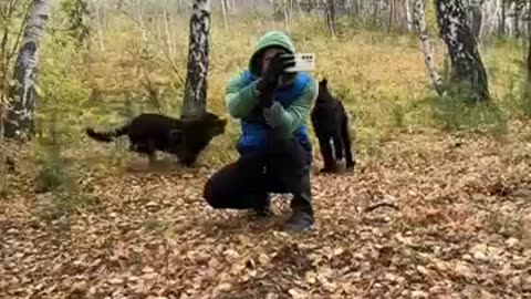 Kangaroo attack___