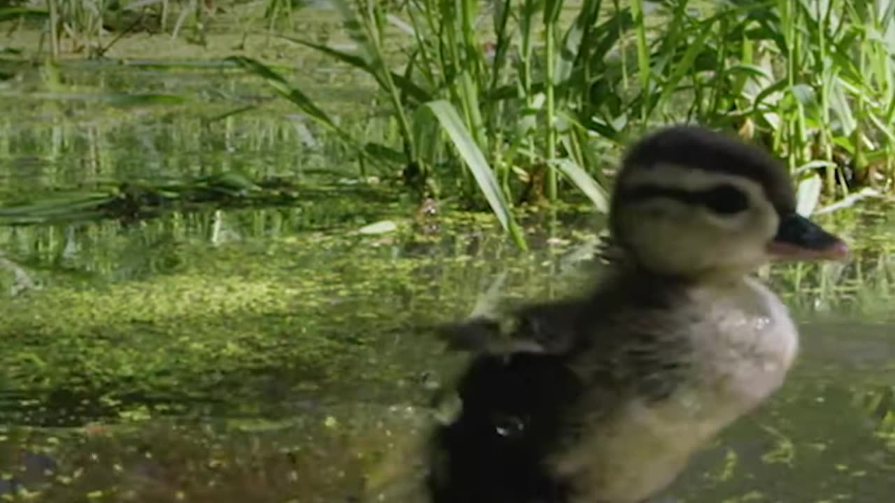 Brave ducklings take a leap of faith Smithsonian Channel