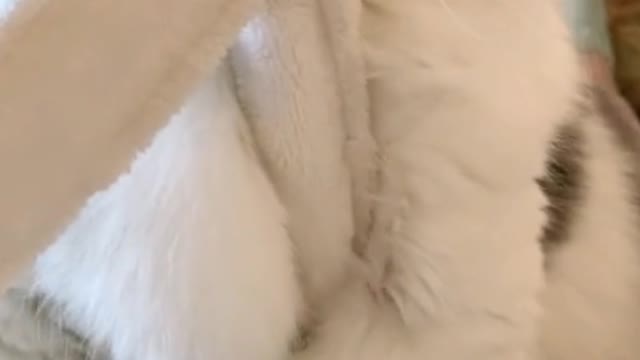 My Kitty always wakes me up like this every morning.