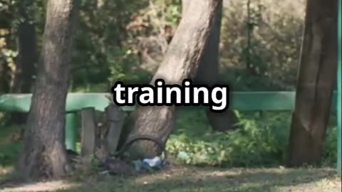 Covertly Watching Dog Trainers in Public