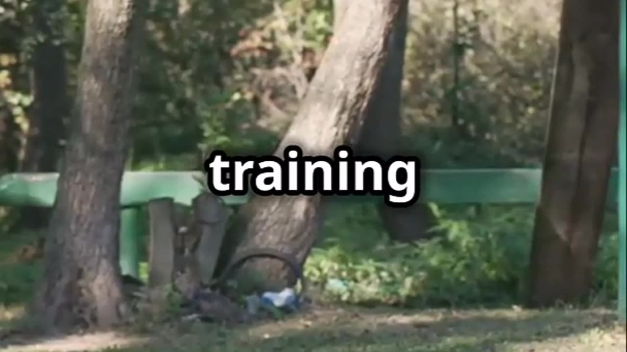 Covertly Watching Dog Trainers in Public