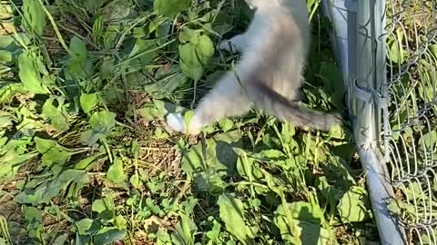 Rescued Fawn and Kitten Are Best Friends