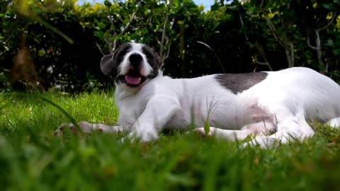 Cutest dog 🐶🐕