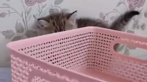 Cute Cat