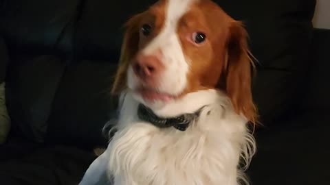 Shake my paw Now!