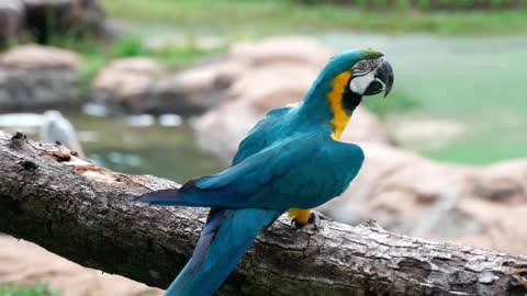 Blue and beautiful parrot