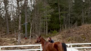 Horse Attempting Side-Walk Hops Like Rabbit Instead