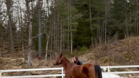 Horse Attempting Side-Walk Hops Like Rabbit Instead