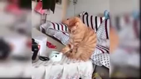 cute cats and kittens