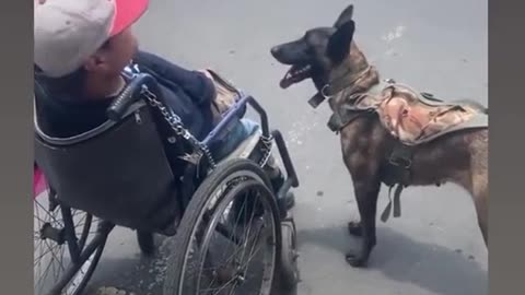 THIS DOG PUSHES A WHEELCHAIR FOR HIS HUMAN FRIEND