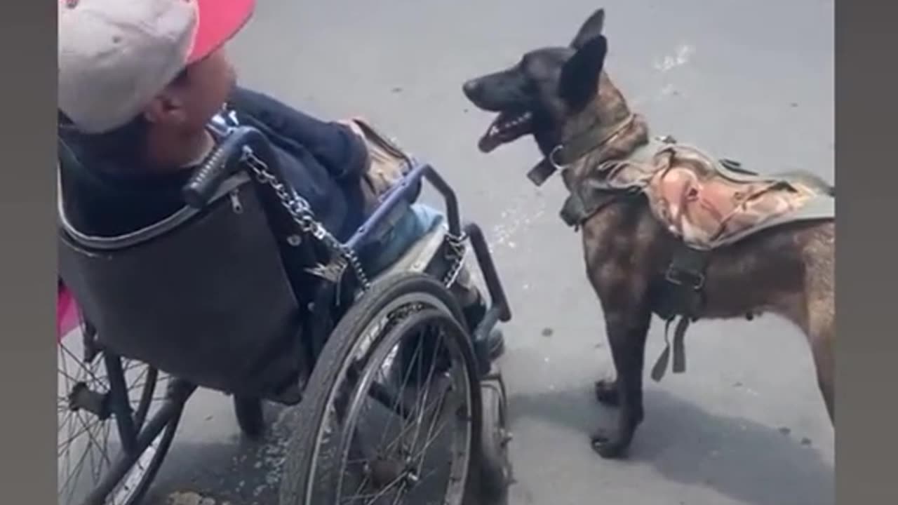 THIS DOG PUSHES A WHEELCHAIR FOR HIS HUMAN FRIEND