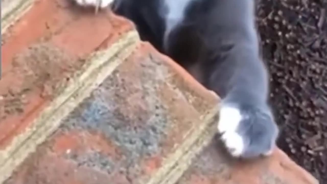 Very funny cat videos, can't stop laughing!