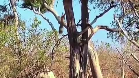 Leopard jumps from trees to hunt antelopes