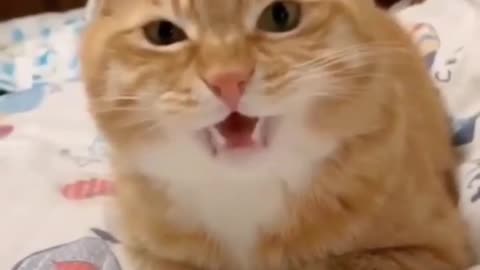 Daily Random Cats #1