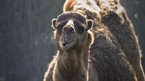 Camel eating