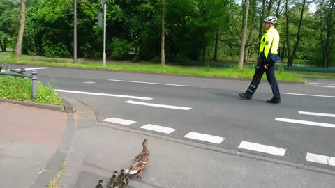 Saving a duck family crossing a busy street in Cologne