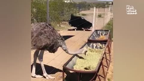 Animal