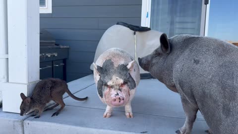 Wallaby Rides Mini Pig's Back