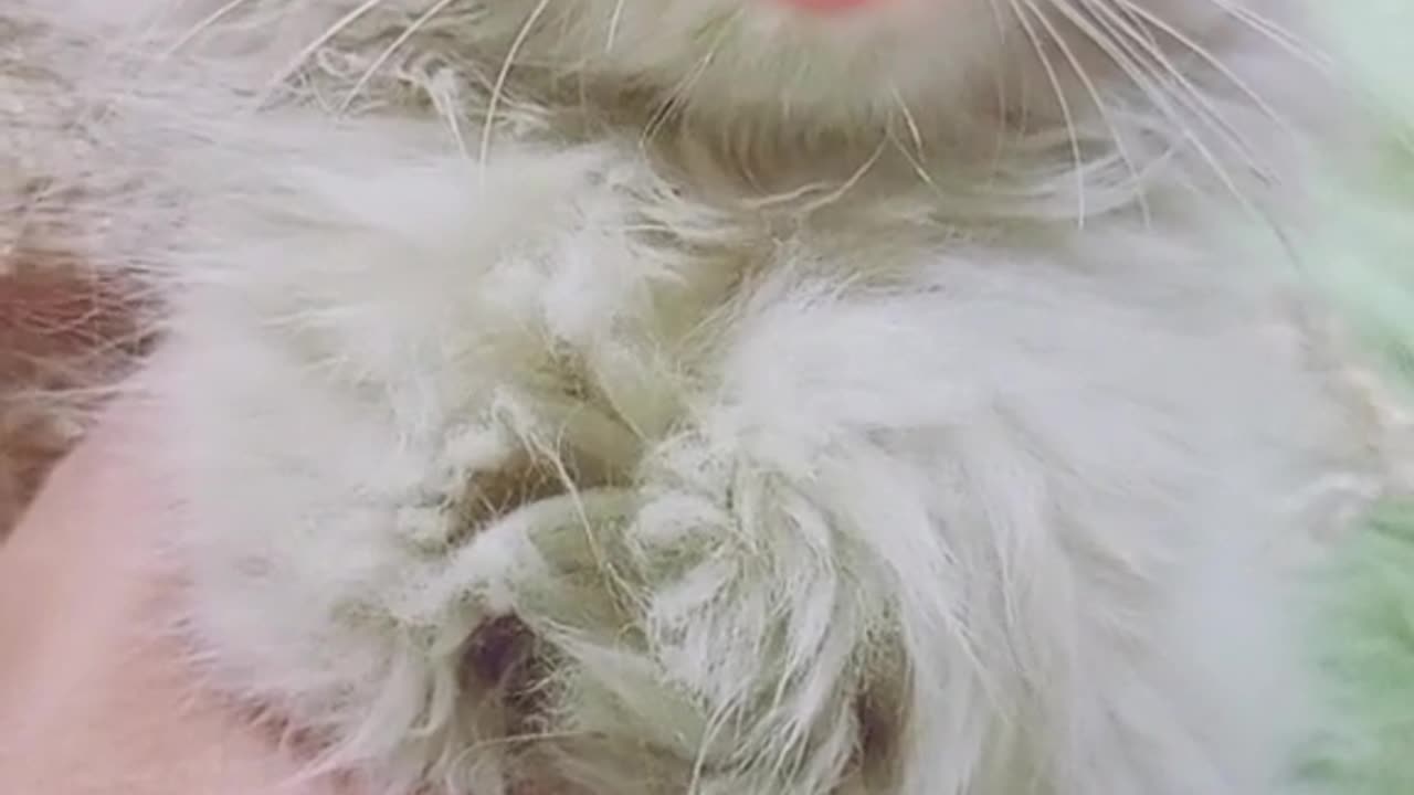 funny cat , beautiful cat talking