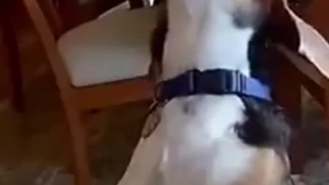 Funniest Dogs and Cats Videos 🐱🐶 - Best Funny Animal Videos 2023 😅