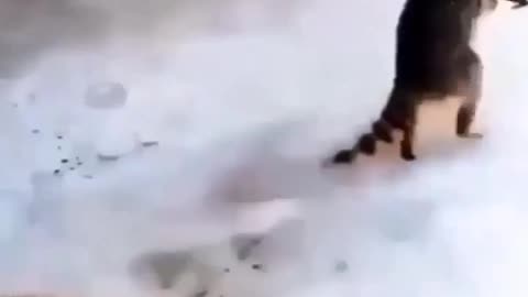A dogs and animal are in funny mood 😂😂😂